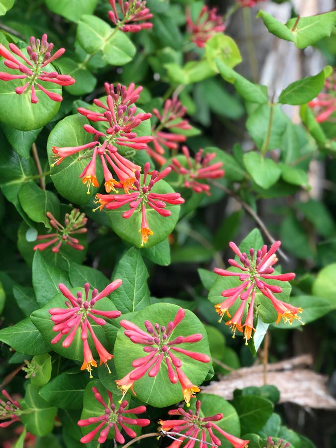 red and orange flowers with stems and leaves