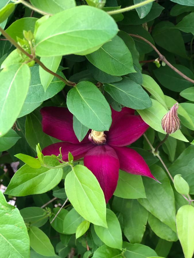 magenta flower with green leaves