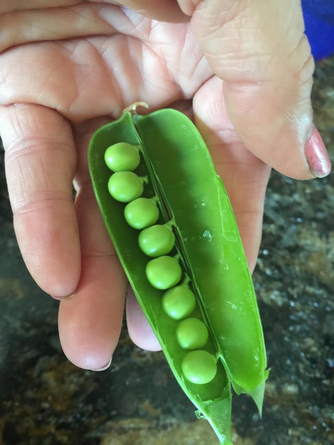 peas in a pod in a hand